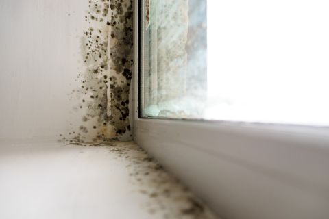a picture of mould
