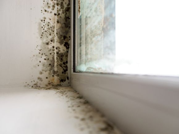 a picture of mould