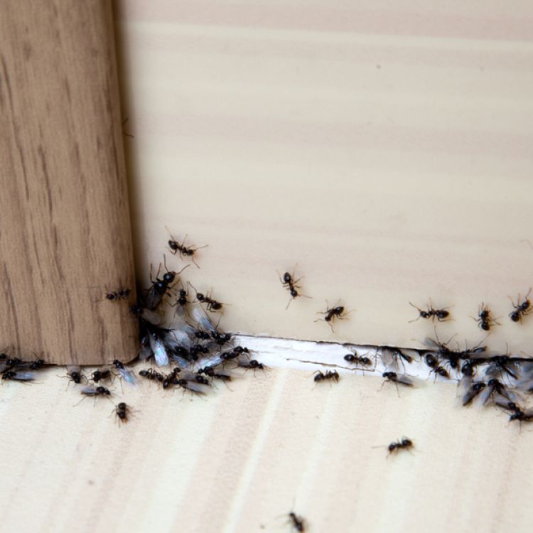 Ants on the floor near a door