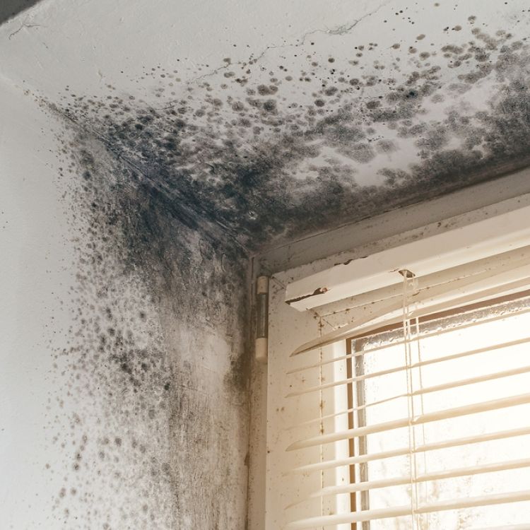 Black Mould on a window and blind - Awaabs Law