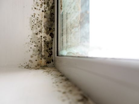 a picture of mould