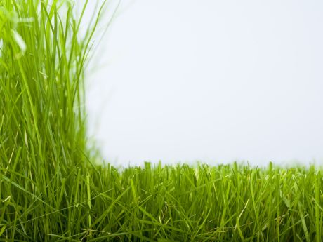 Close up of trimmed grass against long grass