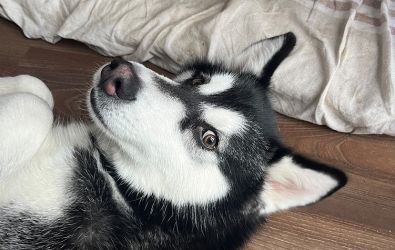 ozzy the husky has a new home