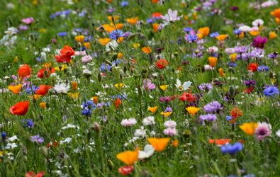 Field of wildflowers