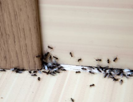 Ants on the floor near a door