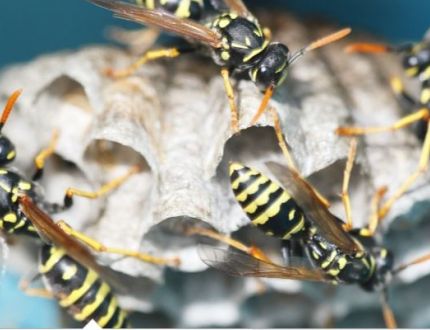 Wasps 